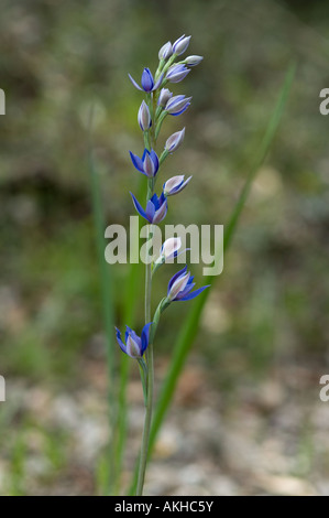 Bien parfumé (Thelymitra macrophylla) ORCHIDÉE fleur, Mount Barker, dans l'ouest de l'Australie, octobre Banque D'Images