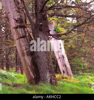 Haida Gwaii (îles de la Reine-Charlotte), en Colombie-Britannique, Colombie-Britannique, Canada - Totems dans Skedans, Louise Island, parc Gwaii Haanas Banque D'Images