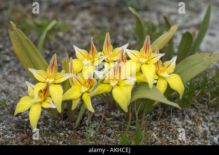 Coucou bleu Orchid (Caladenia flava subsp. flava) floraison, Wambyn près de York, l'ouest de l'Australie, septembre Banque D'Images