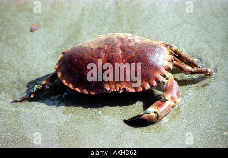 Un crabe mort sur la plage Banque D'Images