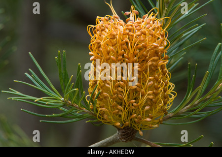 Heath-leaved Banksia ericifolia Bougie "Géant") Inflorescence, cultivé, Banksia Farm, Mount Barker, Australie Banque D'Images