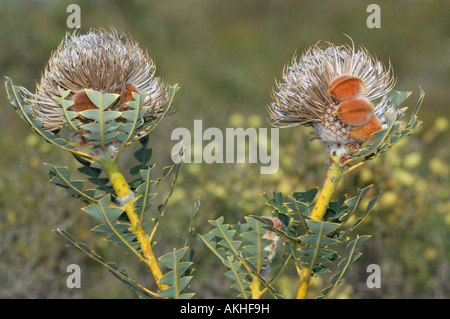 Bird's Nest Banksia baxteri) cônes fructifères, Fitzgerald River National Park, dans l'ouest de l'Australie, octobre Banque D'Images