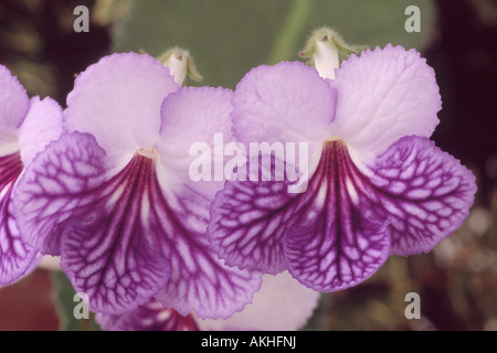 Streptocarpus 'Frosty Diamond' (CAP) primrose Close up de lilas mauve et fleurs violettes sur cyme. Banque D'Images