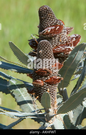 Bois de Banksia menziesii) Cône de fructification, les follicules pileux, Banksia ferme, Mt. Barker, l'ouest de l'Australie Banque D'Images