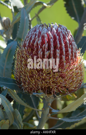 Bois de Banksia menziesii) inflorescence avec campass 'Effet', plus de fleurs complètement ouvertes sur le côté ensoleillé, de l'Australie Banque D'Images