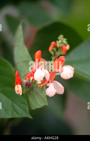 Haricot Dame peinte fleurs UK Banque D'Images