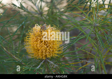 Banksia spinulosa en épingle var spinulosa Queensland fleur forme orange) inflorescence, Banksia Farm Mt. Barker, Australi Banque D'Images