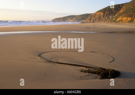 McClures plage au coucher du soleil Point Reyes National Seashore, California, USA Banque D'Images