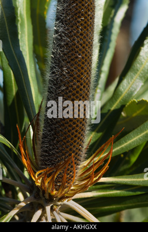 Chandelier (Banksia élancé Coast Banksia attenuata) très tôt au nouveau stade du bouton Fitzgerald River National Park Australie Occidentale Banque D'Images