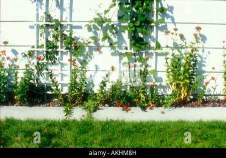 Vignes jusqu'lattice sur un mur blanc dans un jardin de fleurs Banque D'Images