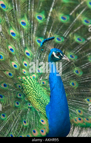 Un paon coloré affiche fièrement ses belles plumes de queue Banque D'Images