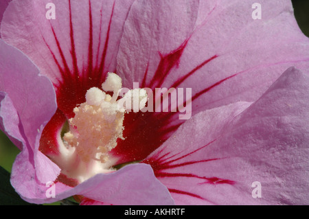 Hibiscus sinosyriacus 'Lilac queen' Banque D'Images