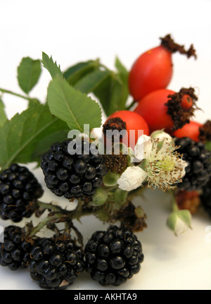 Les mûres et les fruits avec des fleurs de rose musquée Banque D'Images