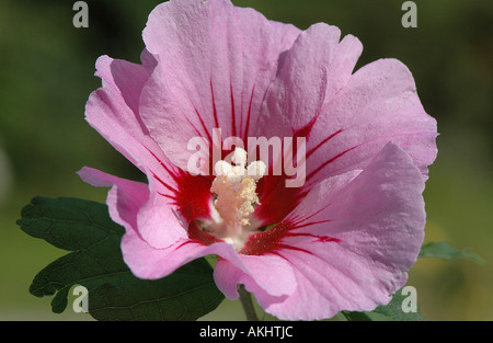 Hibiscus sinosyriacus 'Lilac queen' Banque D'Images