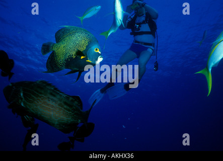 Angelfish Pomacanthus paru en français, et l'île Grand Cayman, Cayman Islands, Caribbean Banque D'Images
