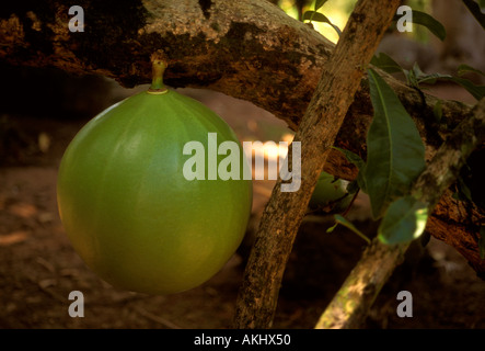 Fruit de l'arbre à calebasse Parc Archéologique des roches gravées dans la ville de Trois-Rivières, Guadeloupe, France, French West Indies Banque D'Images