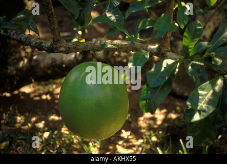 Fruit de l'arbre à calebasse Parc Archéologique des roches gravées dans la ville de Trois-Rivières, Guadeloupe, France, French West Indies Banque D'Images