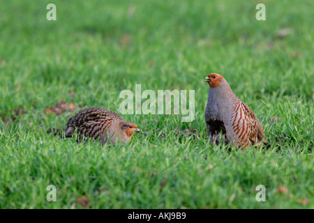 La Perdrix grise Perdix perdix paire se nourrissant dans champ de blé ashwell hertfordshire Banque D'Images