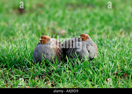 Deux Perdrix grise Perdix perdix siégeant ensemble plumes gonflée en champ de blé ashwell hertfordshire Banque D'Images