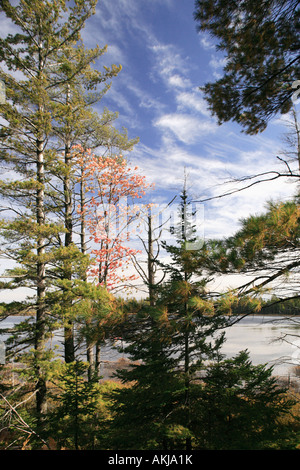 Les arbres le long du littoral McMahon Lake Forest Preserve Michigans Upper Peninsula Banque D'Images