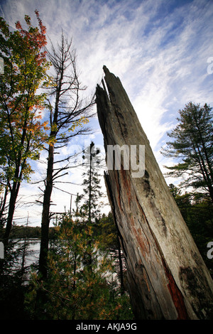 Les arbres le long du littoral McMahon Lake Forest Preserve Michigans Upper Peninsula Banque D'Images