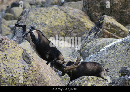 L'espagnol Ibex Capra pyrenaica vieux mâles combats durant la saison du rut Gredos Avila province Castille Leon Espagne Banque D'Images