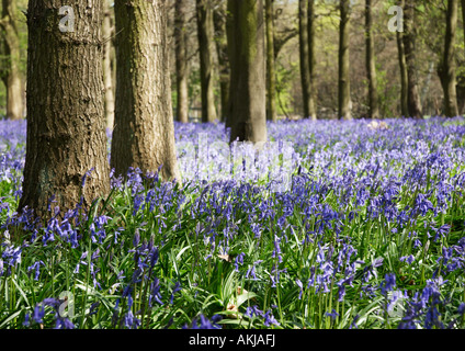 Une belle scène d'un tapis de jacinthes des bois au printemps à Dockey sur l'Ashridge Estate, Hertfordshire, England, UK. Banque D'Images