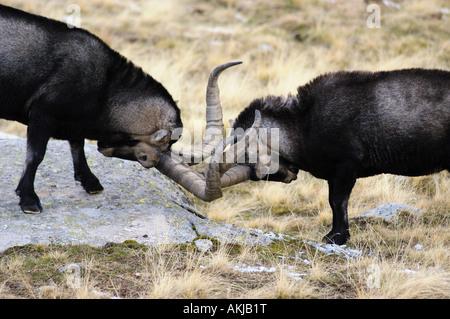 L'espagnol Ibex Capra pyrenaica vieux mâles combats durant la saison du rut Gredos Avila province Castille Leon Espagne Banque D'Images