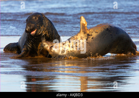 Phoque gris Halichoerus grypus Deux jeunes phoques jouant au bord de l'eau donna nook lincolnshire Banque D'Images