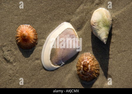 Des coquillages sur la plage au village de pêcheurs de l'Afrique du Sud sur la côte Atlantique Paternoster Banque D'Images