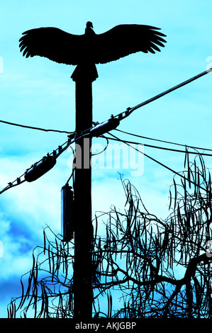 Vulture avec ailes déployées sur un poteau téléphonique au-dessus des arbres Banque D'Images