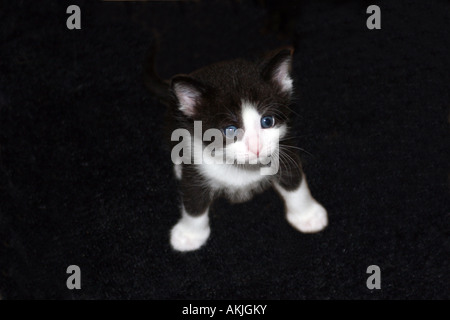 Surpris un jeune chaton noir et blanc aux yeux bleus assis Banque D'Images