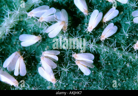 Les aleurodes, Trialeurodes vaporariorum. Colonie sur leaf Banque D'Images