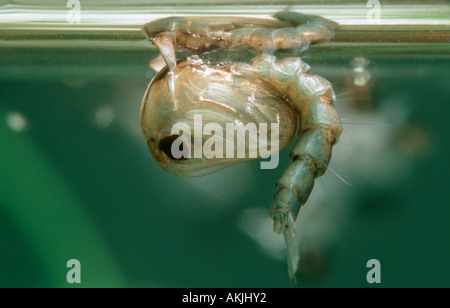 Moustique de maison commune, Culex pipiens. Pupa sur l'eau Banque D'Images