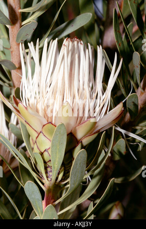 Protea lanceolata- Sugarbush-Family narrowleaf goldenrod Proteaceae et du groupe des Proteas appelé vrai Sugarbushes vulnérables Statut Banque D'Images