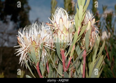 Protea lanceolata- Sugarbush-Family narrowleaf goldenrod Proteaceae et du groupe des Proteas appelé vrai Sugarbushes vulnérables Statut Banque D'Images