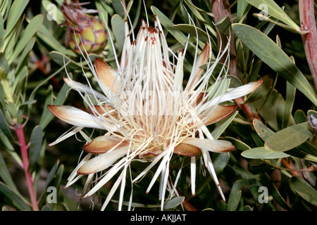 Protea lanceolata- Sugarbush-Family narrowleaf goldenrod Proteaceae et du groupe des Proteas appelé vrai Sugarbushes vulnérables Statut Banque D'Images