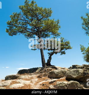 Les conifères sur pic en bois naturel nature montagne paisible beauté tranquillité paisible paix crag pierre blue sky skies Banque D'Images