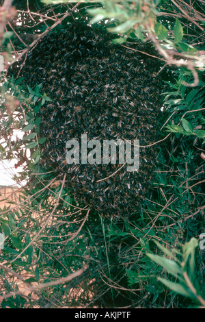 Abeilles mellifera Apis mellifera. Essaim sauvage entier sur le buisson Banque D'Images