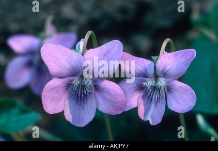 Bois de violette, Viola odorata. Gros plan de fleurs Banque D'Images