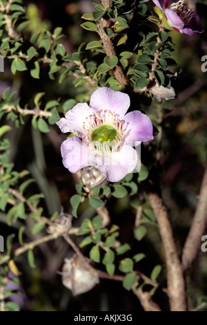 L'arbre de thé à feuilles rondes - Leptospermum rotundifolium syn. L scoparium variété rotundifolium- famille des Myrtaceae Banque D'Images