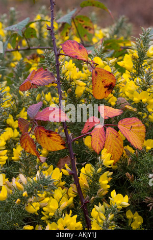 L'ajonc Ulex europaeus et feuilles de mûrier Banque D'Images