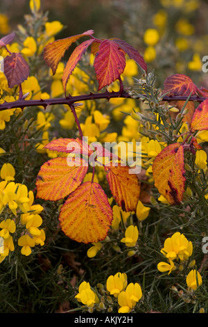 L'ajonc Ulex europaeus et feuilles de mûrier Banque D'Images