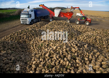 Betterave à sucre Beta vulgaris récolte Weybourne Norfolk novembre Banque D'Images