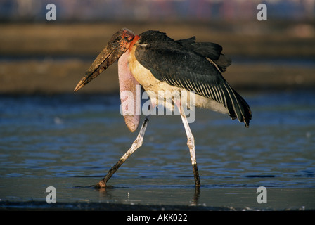 MARABOU STORK (crumeniferus Flamant rose (Phoenicopterus ruber) la chasse des flamants roses du lac Bogoria Kenya Parc National Banque D'Images