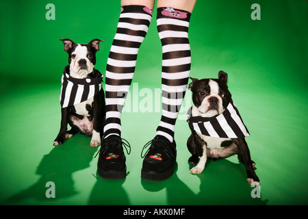 La section basse de femme de chaussettes et deux chiens Banque D'Images