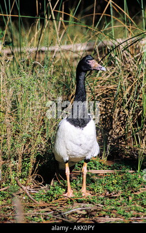 Pied/Goose Magpie - Anseranas semipalmata Banque D'Images