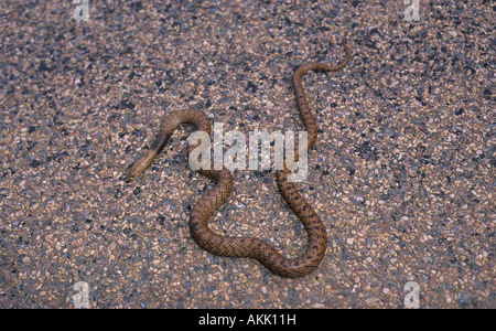 Western serpent brun, Pseudonaja nuchalis, Australie du Sud Banque D'Images