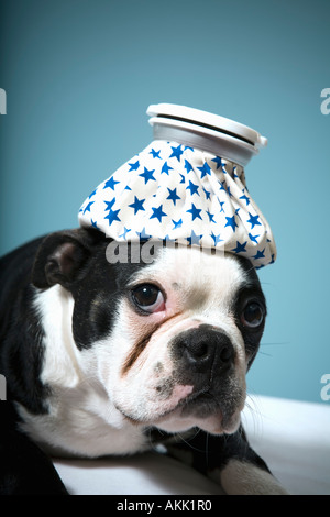 Portrait de chien avec des maux de tête Banque D'Images