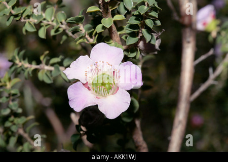 L'arbre de thé à feuilles rondes - Leptospermum rotundifolium syn. L scoparium variété rotundifolium- famille des Myrtaceae Banque D'Images